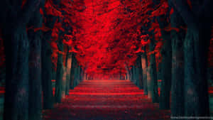 Extreme Red Maple Pathway Wallpaper