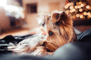 Extremely Cute Yorkie On Sofa Wallpaper