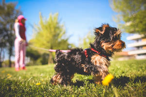 Extremely Cute Yorkshire Puppy Wallpaper