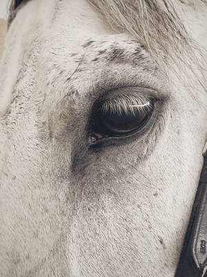 Eye Of A Horse Iphone Wallpaper