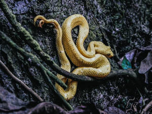 Eyelash Viper Snake Wallpaper