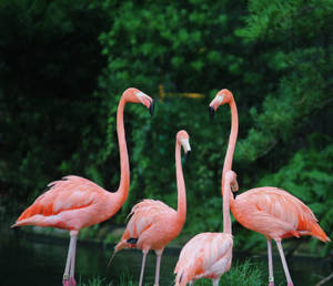 Fair Flamingo Flock Wallpaper