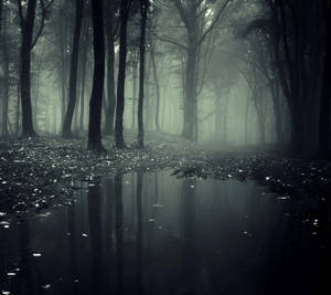 Fairy Grunge Foggy Forest Wallpaper