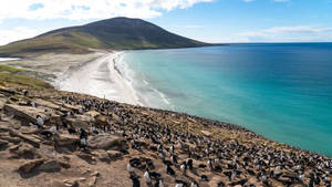 Falkland Islands Penguins South America Wallpaper