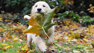 Fall Aesthetic Golden Retriever Puppy Wallpaper