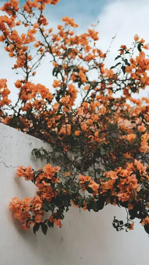 Fall Aesthetic Iphone White Wall Flowers Wallpaper