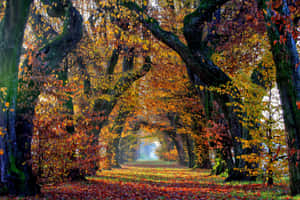 Fall Autumn Desktop Walkway Sheltered By Trees Wallpaper