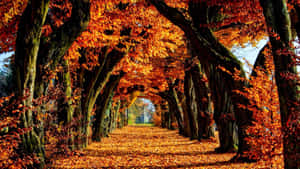 Fall Colors Trees On Road With Leaves Wallpaper