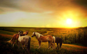 Fall Farm Horses Open Field Wallpaper