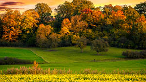 Fall Farm Open Field Big Trees Wallpaper