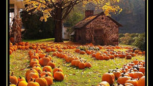 Fall Farm Orange Pumpkin Barn House Wallpaper