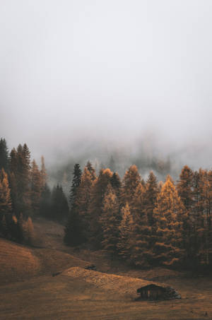 Fall Forest Cloud Iphone Wallpaper
