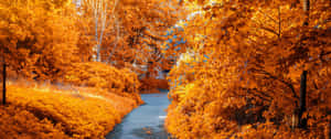 Fall Into The Season Of Color Wallpaper