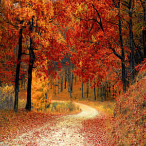 Fall Ipad Autumn Forest Road Wallpaper