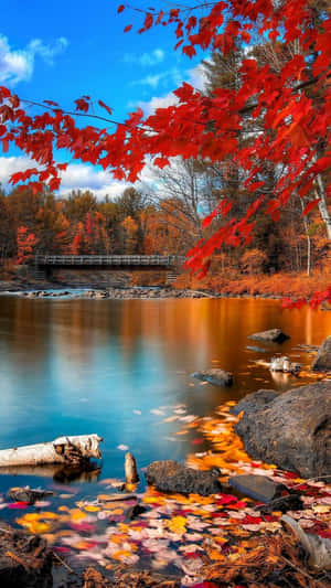 Fall Leaves On The Water With A Bridge Wallpaper