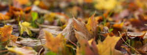 Fall Scenes Autumn Leaves On Ground Wallpaper