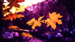 Fall Scenes Close-up Leaf Wallpaper