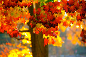 Fall Scenes Close Up Tree Leaves Wallpaper