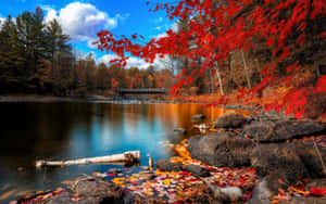 Fall Scenes Lake Red Tree Wallpaper