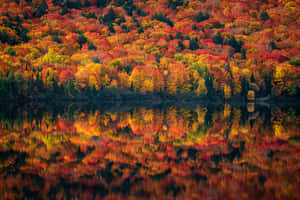 Fall Scenes Lake Reflecting Autumn Trees Wallpaper