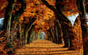Fall Scenes Leaves Arch Pathway Wallpaper