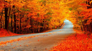 Fall Scenes Orange Lined Road Trees Wallpaper