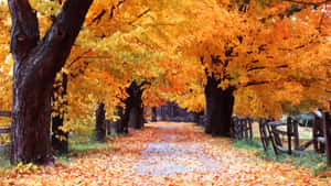 Fall Scenes Painting Pathway Leaves Wallpaper