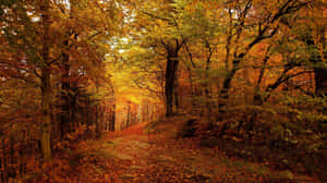 Fall Scenes Path In Woods Wallpaper