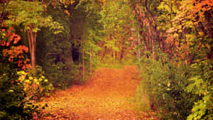 Fall Scenes Path Woods Leaves Wallpaper
