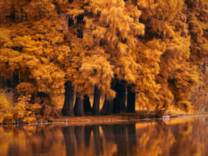 Fall Scenes River Autumn Trees Wallpaper