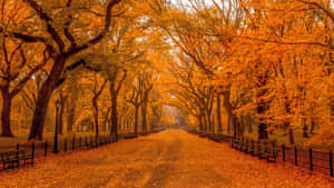 Fall Scenes Road Filled With Autumn Trees Leaves Wallpaper