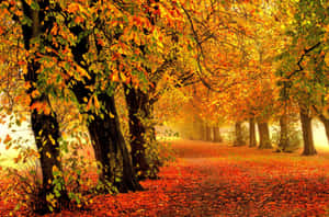 Fall Scenes Road Filled With Leaves Wallpaper