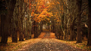 Fall Scenes Road Lined With Trees Wallpaper