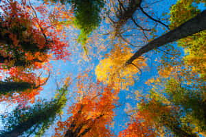 Fall Scenes Tall Trees Wallpaper