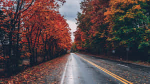 Fall Scenes Trees On Side Of Road Wallpaper