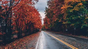Fall Scenes Trees On Side Of Road Wallpaper