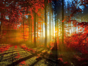 Fall Scenes Trees Sun Shining Through Wallpaper