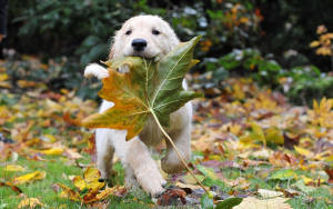 Fall Season Dog Wallpaper