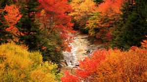 Fall Season River And Trees Wallpaper