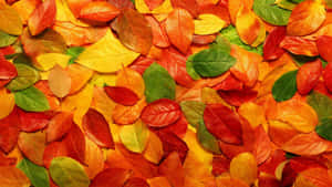 Fall Tumblr Brown And Red Dried Leaves Wallpaper