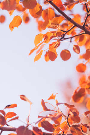 Fall Tumblr Dried Leaves On Branch Wallpaper