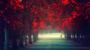 Fall Tumblr Red-leafed Trees Wallpaper