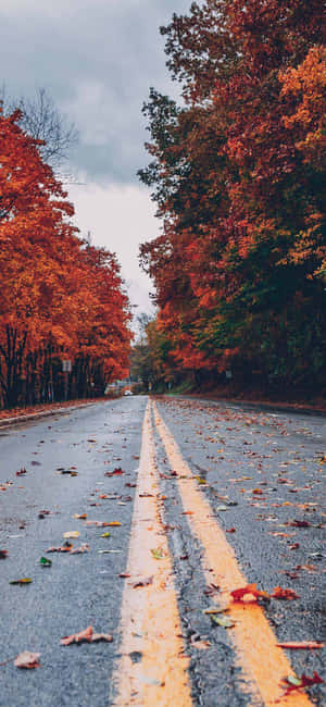 Fall Tumblr Scattered Dried Leaves On Road Wallpaper