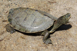 False Map Turtle Walking On The Ground Wallpaper