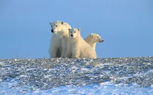 Family Of Polar Bears Wallpaper