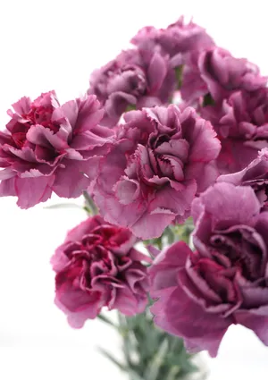 Carnation Wallpapers HD APK for Android Download