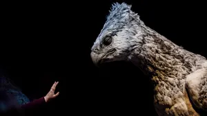 Fantastic Beasts Creature Wallpaper
