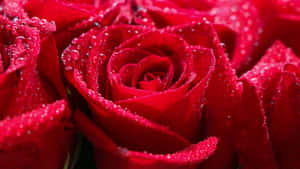 Fantastic Petal Definition Red Roses Laptop Wallpaper