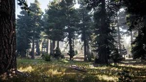 Far Cry 5 4k Forest Wallpaper