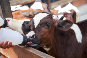 Farm Animal Brown And White Cattle Wallpaper